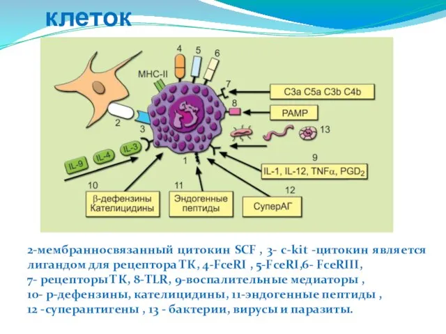 Характеристика тучных клеток 2-мембранносвязанный цитокин SCF , 3- c-kit -цитокин является