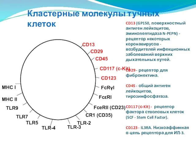 CD13 (GP150, поверхностный антиген лейкоцитов, аминопептидаза N-PEPN) - рецептор некоторых коронавирусов