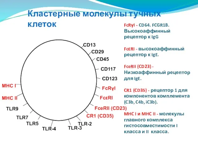 Кластерные молекулы тучных клеток FcRγI - CD64. FCGR1B. Высокоаффинный рецептор к