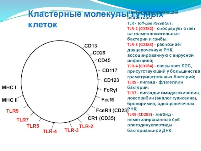 Кластерные молекулы тучных клеток Патогенраспознающие рецепторы - TLR - Toll-Like Receptors: