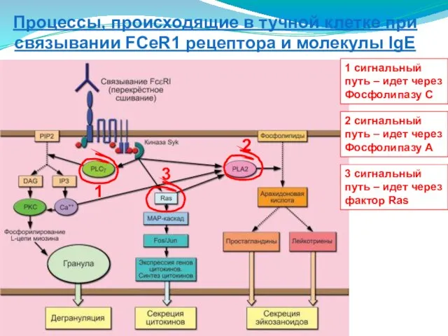 1 2 3 1 сигнальный путь – идет через Фосфолипазу С