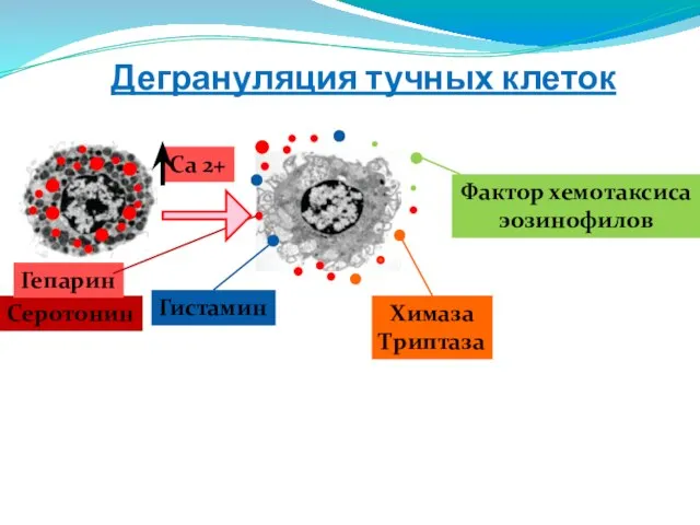 Дегрануляция тучных клеток Гистамин Химаза Триптаза Са 2+ Серотонин Гепарин Фактор хемотаксиса эозинофилов