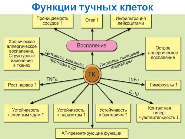 Функции тучных клеток