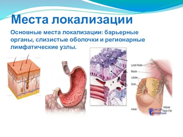 Места локализации Основные места локализации: барьерные органы, слизистые оболочки и регионарные лимфатические узлы.