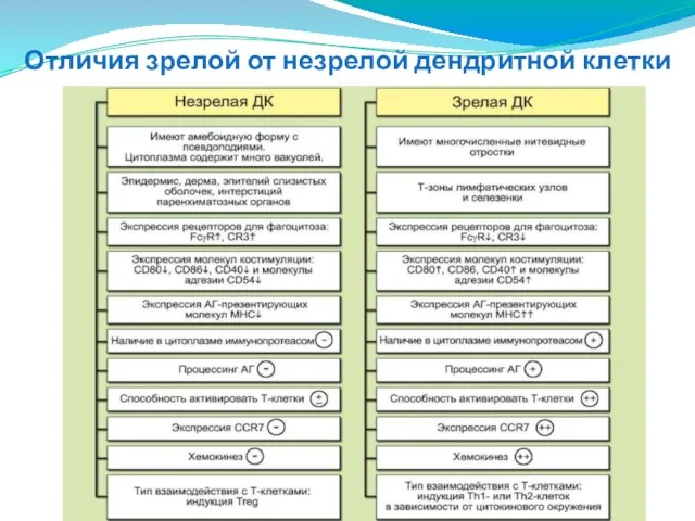 Отличия зрелой от незрелой дендритной клетки