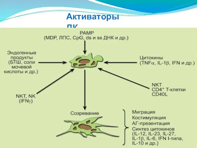 Активаторы ДК