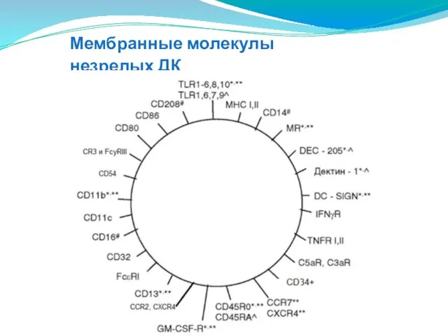 Мембранные молекулы незрелых ДК