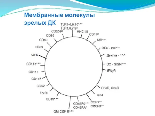 Мембранные молекулы зрелых ДК