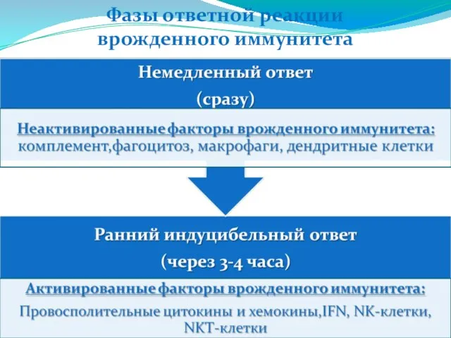 Фазы ответной реакции врожденного иммунитета