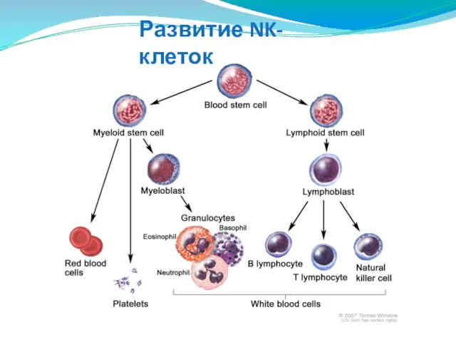 Развитие NK-клеток