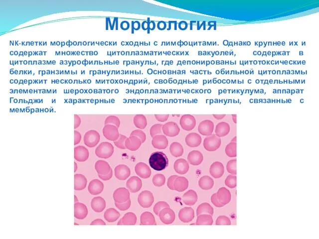 NK-клетки морфологически сходны с лимфоцитами. Однако крупнее их и содержат множество