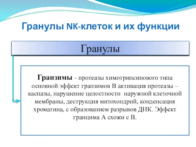 Гранулы Гранзимы - протеазы химотрипсинового типа основной эффект гранзимов В активация