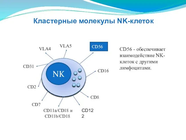NK CD16 CD8 CD2 CD11a/CD18 и CD11b/CD18 СD31 VLA4 VLA5 СD56