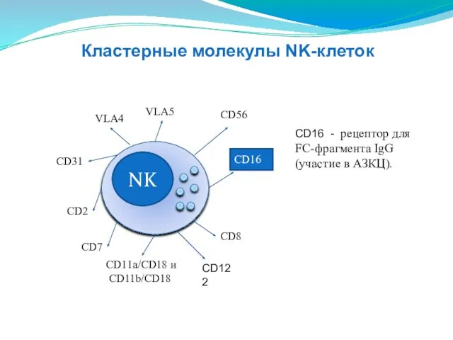 NK CD8 CD2 CD11a/CD18 и CD11b/CD18 СD31 VLA4 VLA5 СD56 CD16