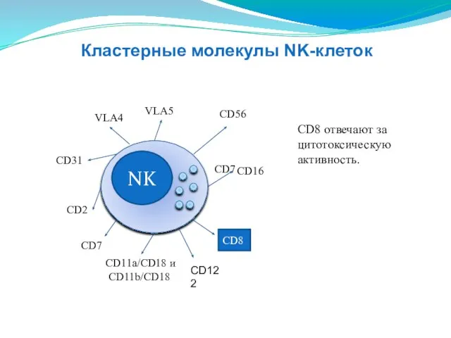 NK CD16 CD2 CD11a/CD18 и CD11b/CD18 СD31 VLA4 VLA5 СD56 CD8