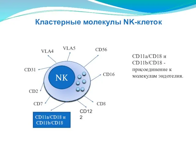 NK CD16 CD2 СD31 VLA4 VLA5 СD56 CD8 CD11a/CD18 и CD11b/CD18