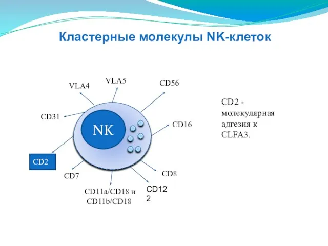 NK CD16 CD11a/CD18 и CD11b/CD18 СD31 VLA4 VLA5 СD56 CD8 CD2