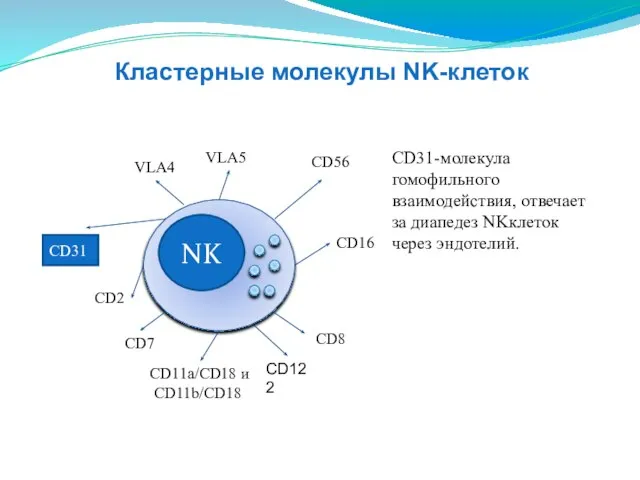 NK CD16 CD2 CD11a/CD18 и CD11b/CD18 VLA4 VLA5 СD56 CD8 СD31