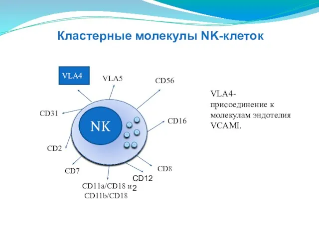 NK CD16 CD2 CD11a/CD18 и CD11b/CD18 СD31 VLA5 СD56 CD8 VLA4