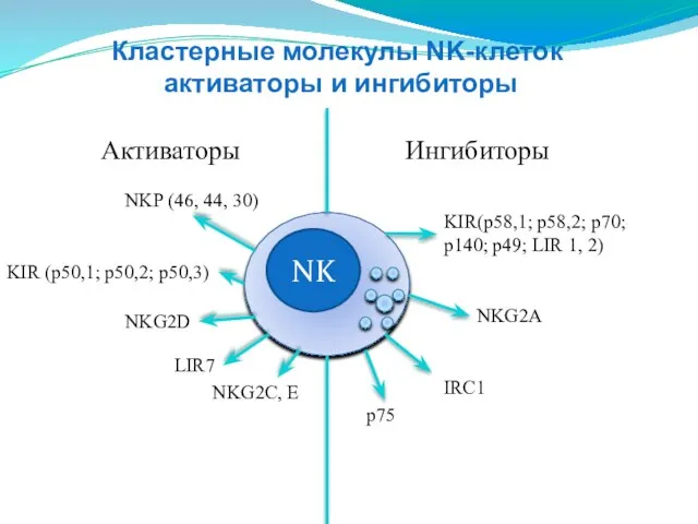 NK Активаторы Ингибиторы NKP (46, 44, 30) KIR (p50,1; p50,2; p50,3)