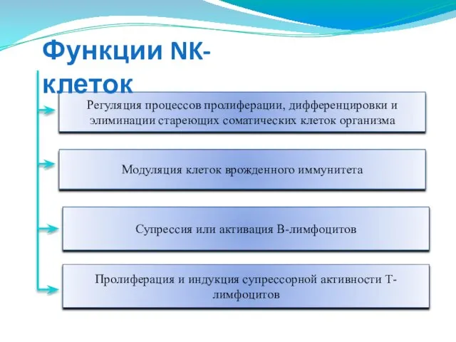 Регуляция процессов пролиферации, дифференцировки и элиминации стареющих соматических клеток организма Модуляция