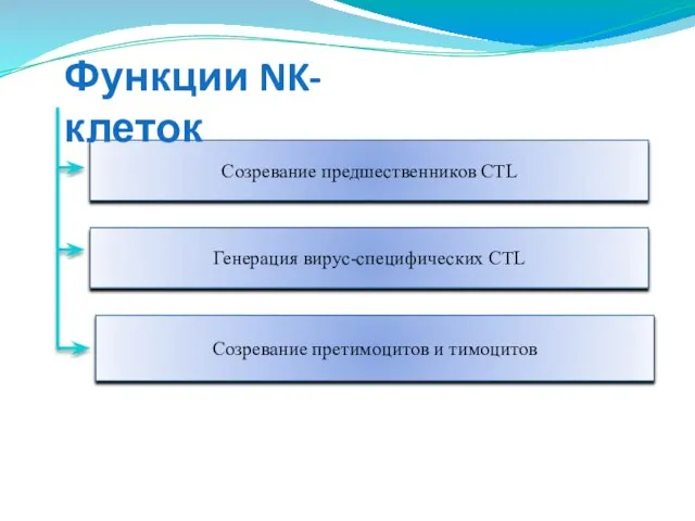 Созревание предшественников CTL Генерация вирус-специфических CTL Созревание претимоцитов и тимоцитов Функции NK-клеток