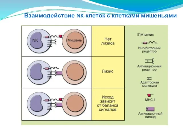 Взаимодействие NK-клеток с клетками мишеньями