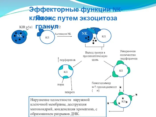 NK KIR p5a1 кл HLA-CW2 Активация NK кл NK Выход гранул