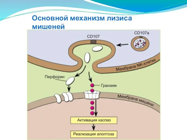 Основной механизм лизиса мишеней