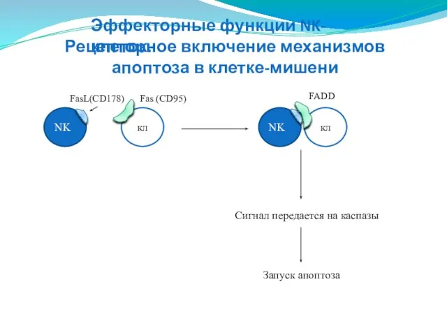 NK кл FasL(CD178) Fas (CD95) NK кл FADD Сигнал передается на