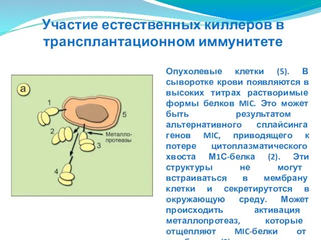 Опухолевые клетки (5). В сыворотке крови появляются в высоких титрах растворимые