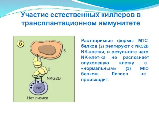 Растворимые формы М1С-белков (2) реагируют с NKG2D ΝΚ-клетки, в результате чего