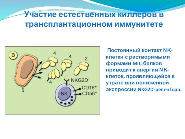 Постоянный контакт ΝΚ-клетки с растворимыми формами MIC-белков приводит к анергии ΝΚ-клеток,