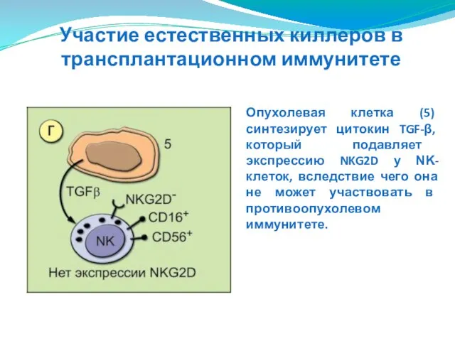 Опухолевая клетка (5) синтезирует цитокин TGF-β, который подавляет экспрессию NKG2D у