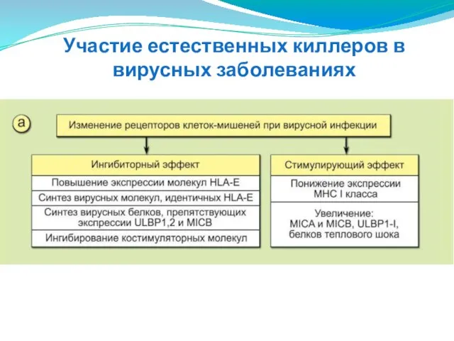 Участие естественных киллеров в вирусных заболеваниях