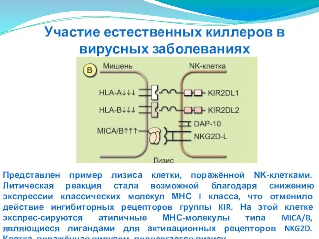 Представлен пример лизиса клетки, поражённой ΝΚ-клетками. Литическая реакция стала возможной благодаря