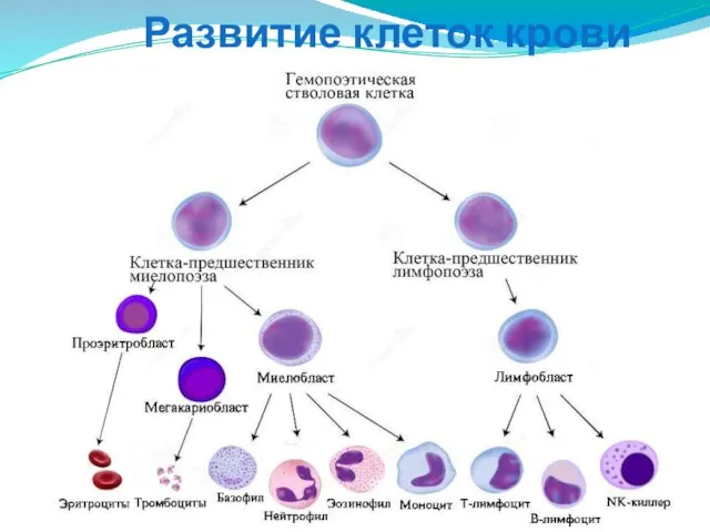 Развитие клеток крови