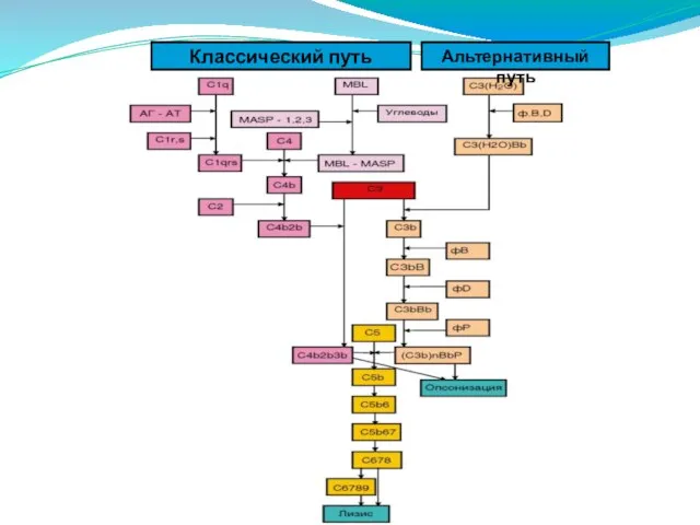 Классический путь Альтернативный путь