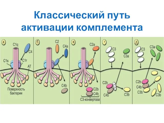 Классический путь активации комплемента