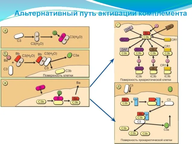 Альтернативный путь активации комплемента