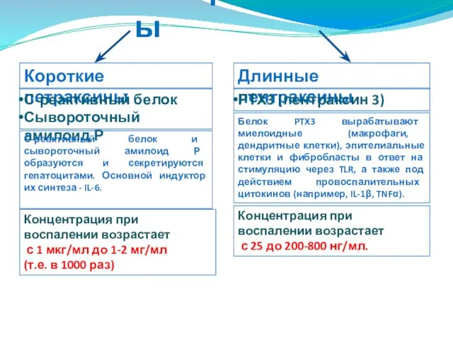 Пентраксины Короткие петраксины Длинные пентраксины С-реактивный белок Сывороточный амилоид Р РТХ3