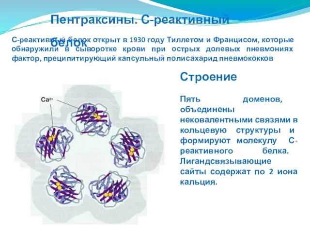 Пентраксины. С-реактивный белок Строение Пять доменов, объединены нековалентными связями в кольцевую