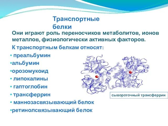 Они играют роль переносчиков метаболитов, ионов металлов, физиологически активных факторов. К