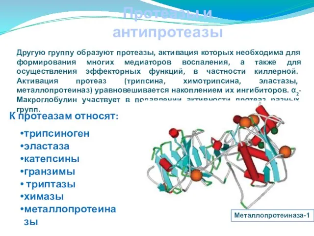 Протеазы и антипротеазы Другую группу образуют протеазы, активация которых необходима для