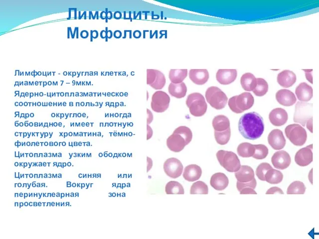 Лимфоциты.Морфология Лимфоцит - округлая клетка, с диаметром 7 – 9мкм. Ядерно-цитоплазматическое