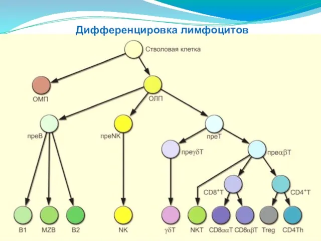 Дифференцировка лимфоцитов