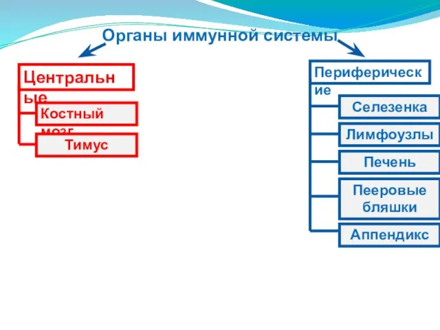 Органы иммунной системы Центральные Периферические Костный мозг Тимус Селезенка Аппендикс Пееровые бляшки Печень Лимфоузлы