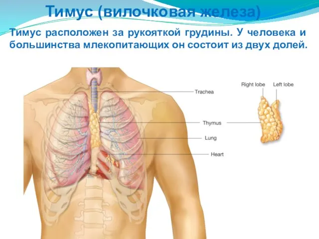 Тимус (вилочковая железа) Тимус расположен за рукояткой грудины. У человека и