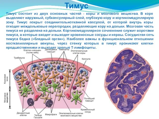 Тимус Тимус состоит из двух основных частей - коры и мозгового