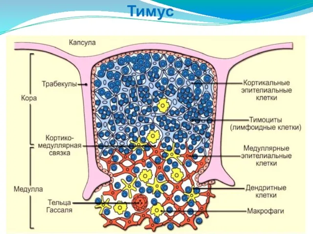 Тимус